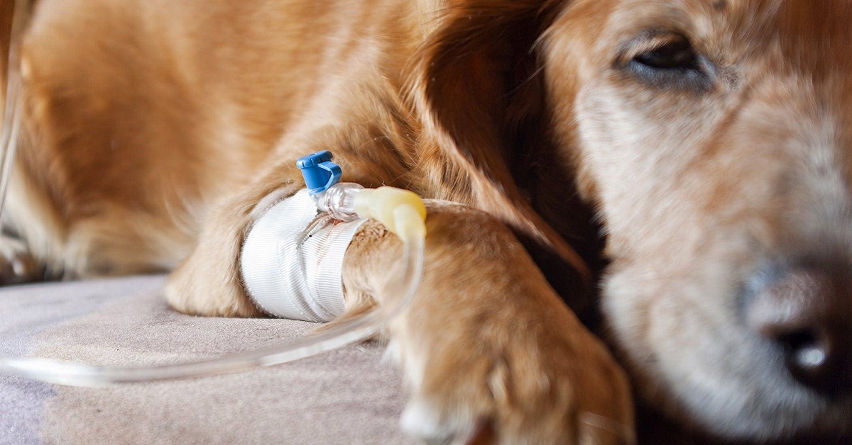 At Home Palliative Care, end of life decision and Pet grieving counseling