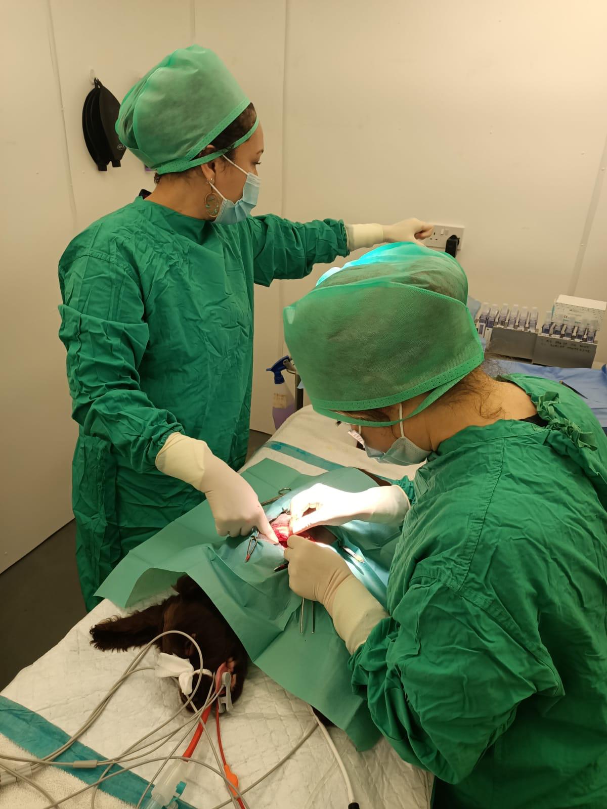 Veterinary Surgery
