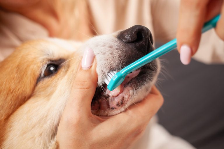 Dental cleaning and pet oral health