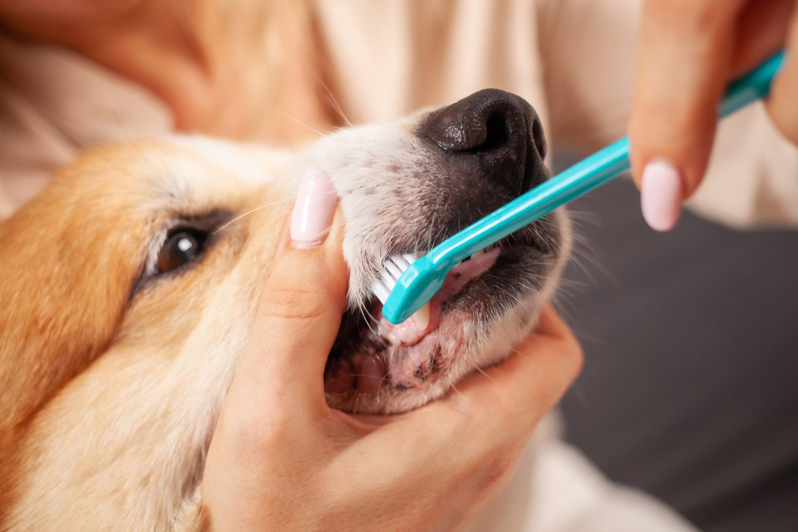 Dental cleaning and pet oral health