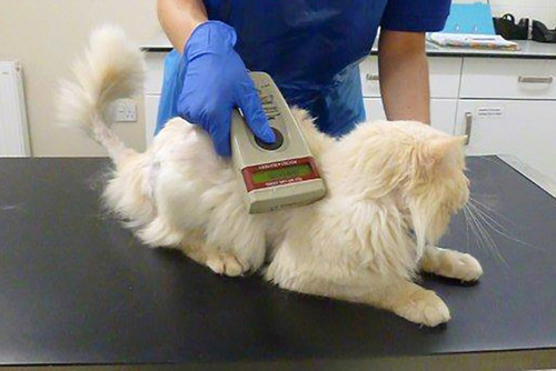 Microchipping Your Pet